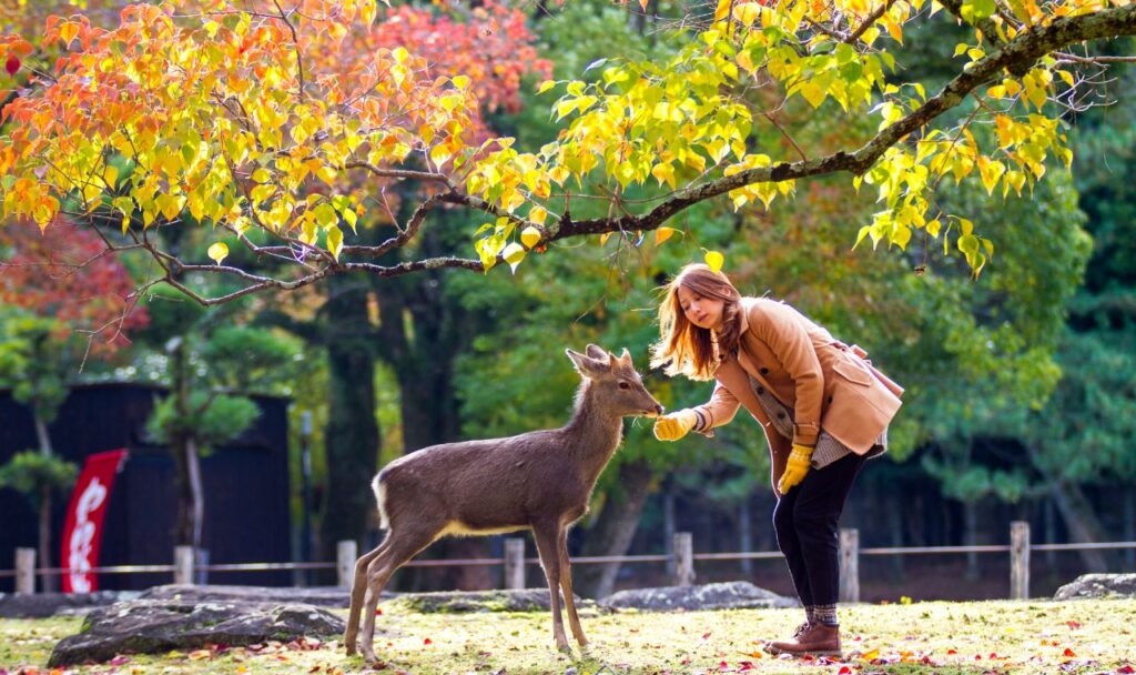 Nara Park Nara Giappone